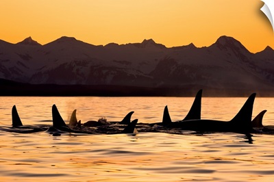 Silhouette Of A Pod Of Orca Whales In Lynn Canal, Southeast, Alaska