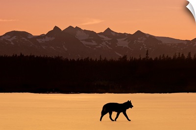 Silhouette of a wolf walking at sunset, Tongass National Forest, Southeast, Alaska