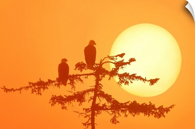 Silhouette Of Bald Eagle On Branch At Sunset