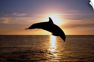 Silhouette Of Bottlenose Dolphin Leaping, Sunset, Caribbean Sea