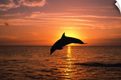Silhouette Of Leaping Bottlenose Dolphin, Sunset, Caribbean Sea