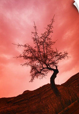 Silhouette Of Shrub Tree