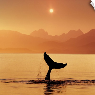 Silhouetted Humpback Whale Tail @ Sunset Lynn Canal AK SE Summer Coast Mtns