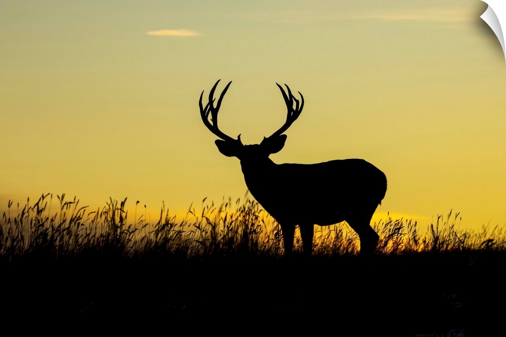 Silhouetted mule deer buck (Odocoileus hemionus) standing in grass during a golden sunset; Steamboat Springs, Colorado, Un...