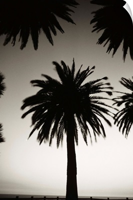 Silhouetted palm tree centered between other palm tree tops at dusk