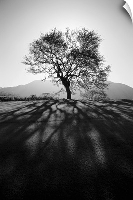 Silhouetted tree on grassy knoll, Shadows in foreground