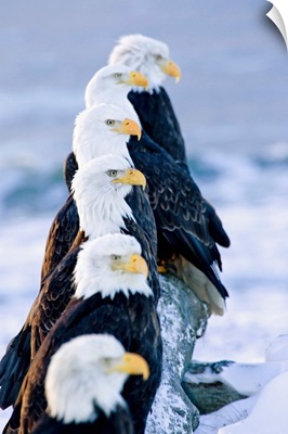 Six Bald Eagles On Log, Homer Spit Kachemak Bay, Kenai Peninsula, Alaska