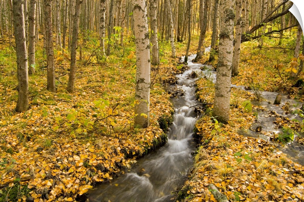 A narrow stream rushes through the woods in this landscape photograph.