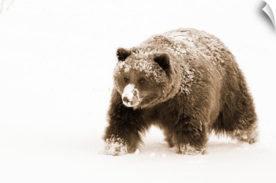 Small female grizzly, Alaska Wildlife Conservation Center, Southcentral Alaska, Winter