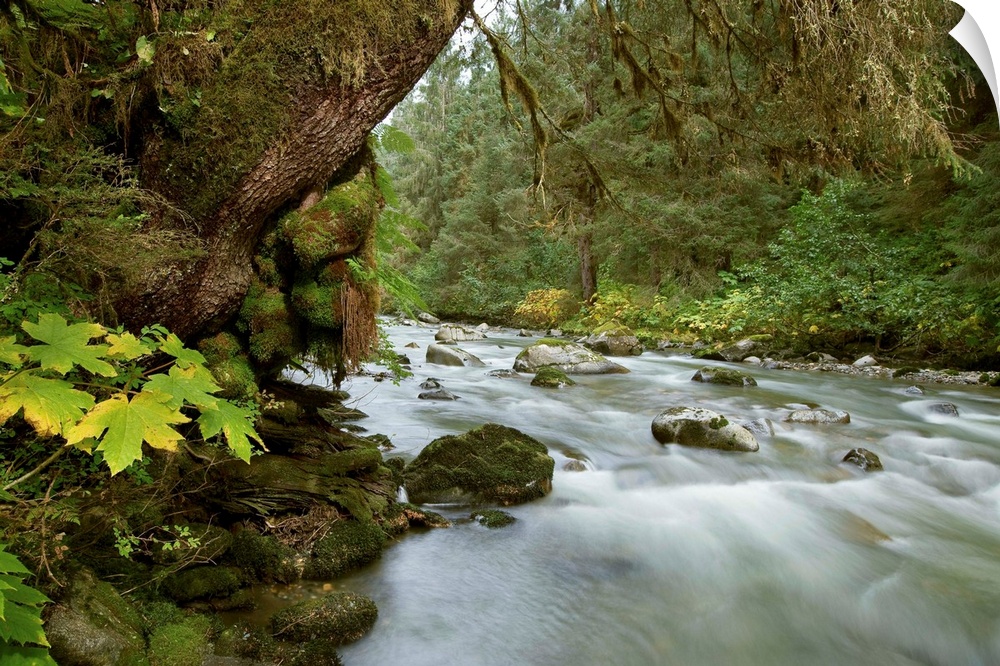 Small river flowing through the old growth forest in Tongass National Forest