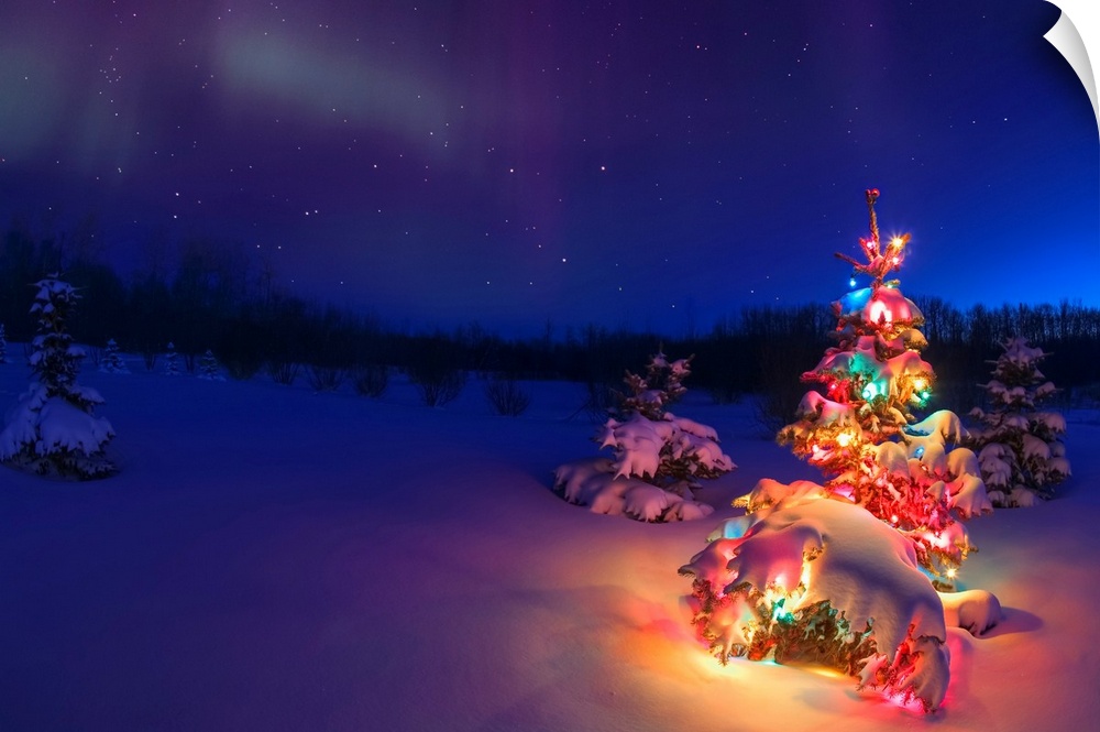 Small tree outdoors with Christmas lights under starry sky, Alberta, Canada.