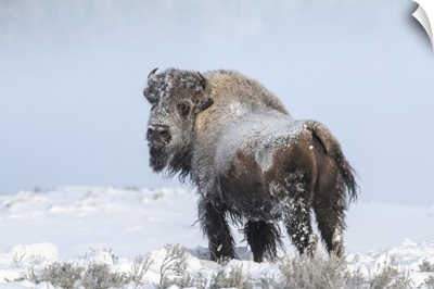 Snow Covered American Bison In Yellowstone National Park In Winter, Wyoming