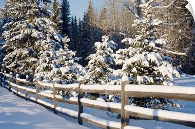 Snow-Covered Evergreens And Rustic Fence, Calgary, Alberta, Canada