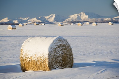 Snow-Covered Hay Bales; Okotoks, Alberta, Canada