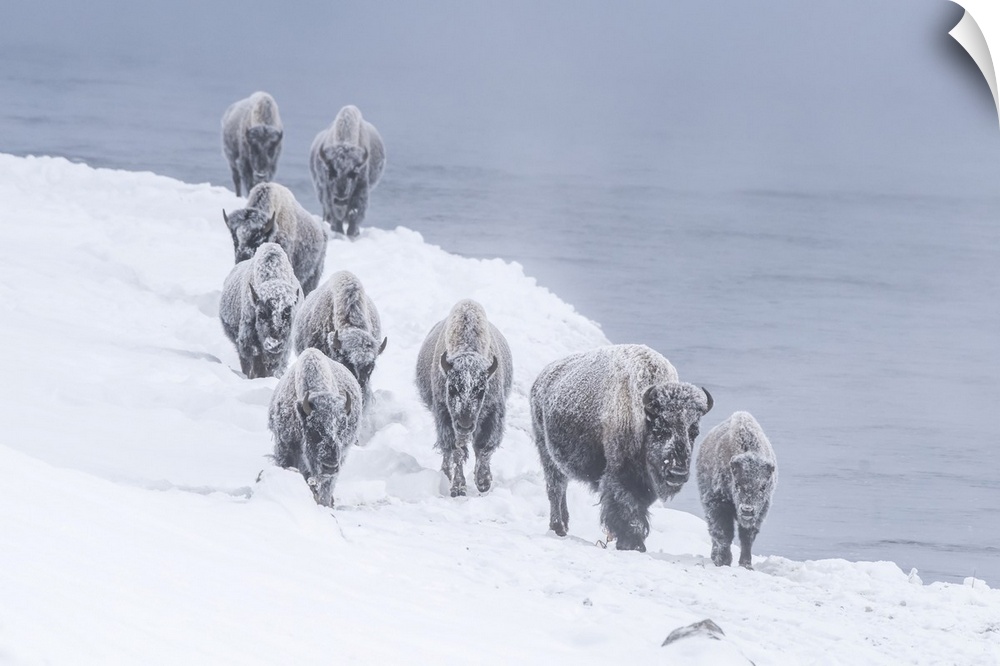 Snow covered herd of American bison (Bison bison) walking along the riverbank of Firehole River in Yellowstone National Pa...