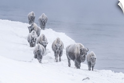 Snow Covered Herd Of American Bison, Yellowstone National Park In Winter, Wyoming