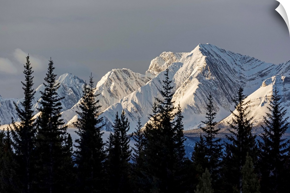 Snow covered mountains with early morning light, silhouetted forest in the foreground; Kananaskis Country, Alberta, Canada