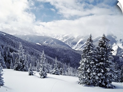 Snow Covered Pine Trees On Mountain, Aspen, Colorado