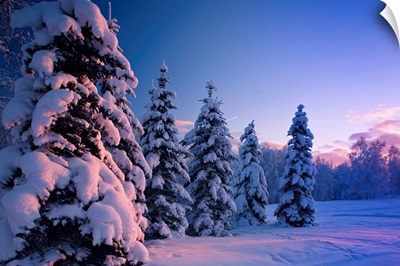 Snow covered spruce trees at sunset with pink alpenglow, Russian Jack Park, Anchorage