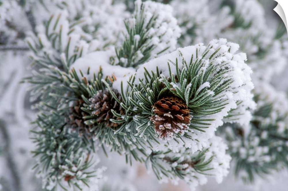 Snow covers the branches of a lodgepole pine tree (Pinus contorta), United States of America