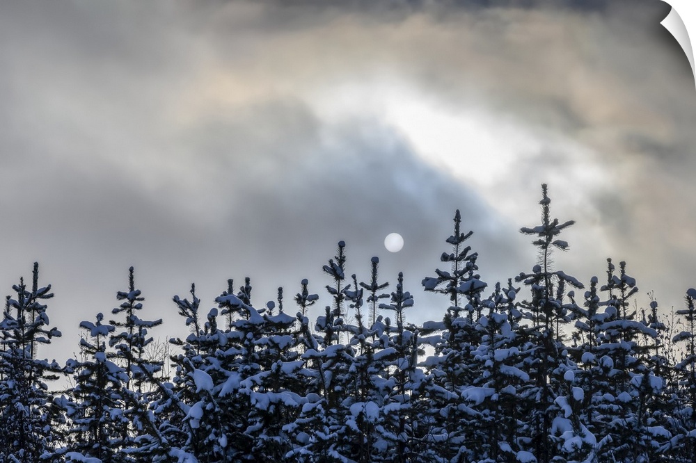 Snow covers the tops of coniferous trees and the clouds obscure the full moon; British Columbia, Canada.