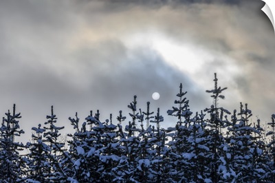 Snow Covers The Tops Of Trees And The Clouds Obscure Full Moon, British Columbia, Canada