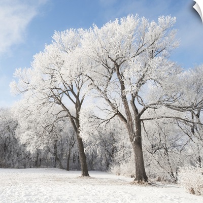 Snow On The Ground And Trees, Winnipeg, Manitoba, Canada