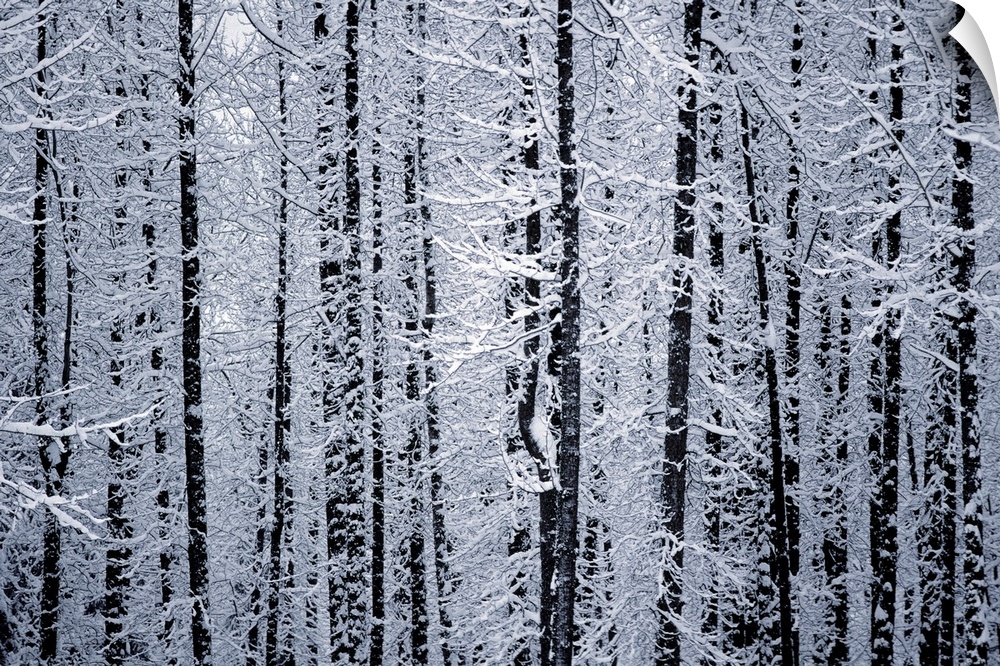 Snowcovered Cottonwood Trees Girdwood Southcentral Alaska Winter