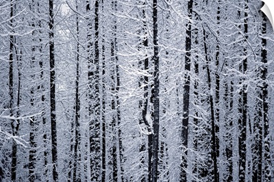 Snowcovered Cottonwood Trees Girdwood Southcentral Alaska Winter