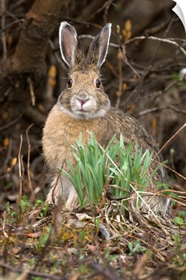 Snowshoe Hare, Denali National Park And Preserve, Interior Alaska