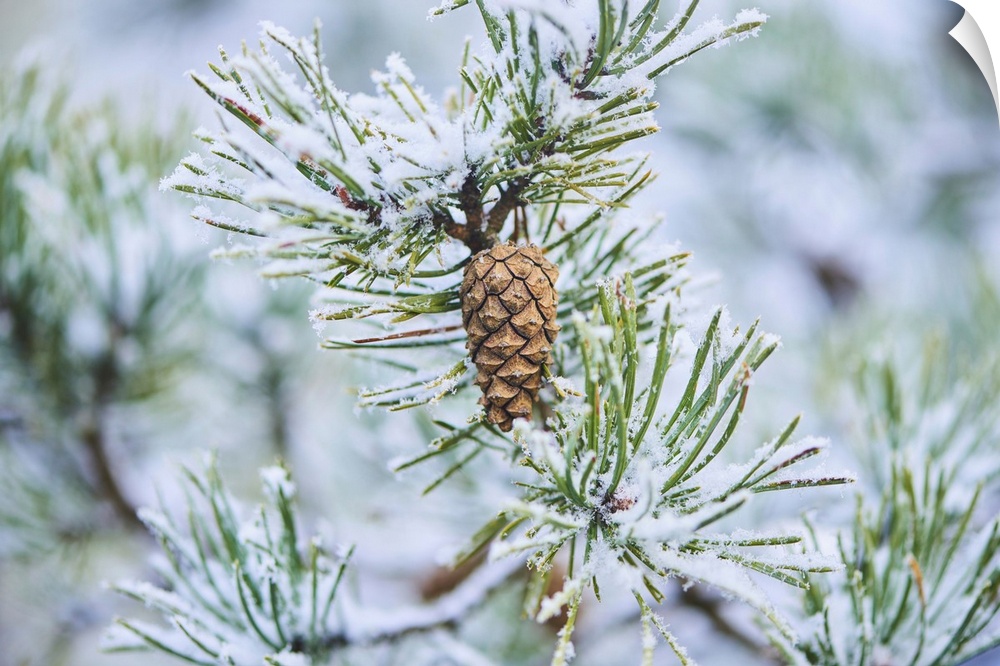 Snowy Scots pine (Pinus sylvestris) cone hanging on a branch at Mount Vapec, Kleine Fatra, Carpathian Mountains, Horna Por...