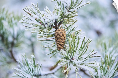 Snowy Scots Pine Cone Hanging On A Branch At Mt. Vapec, Slovakia