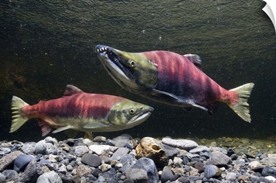 Sockeye Salmon On Spawning Grounds In Power Creek, Southcentral Alaska