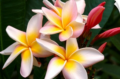 Soft Focus Of White Plumeria Flowers With Pale Yellow Centers