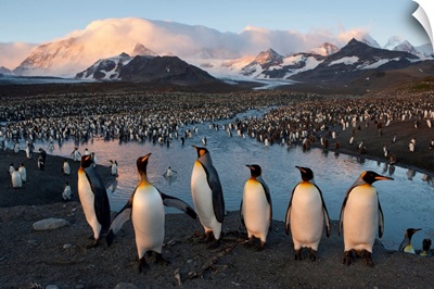 Some Of The Nesting Pairs Of King Penguins, St. Andrews Bay, South Georgia Island