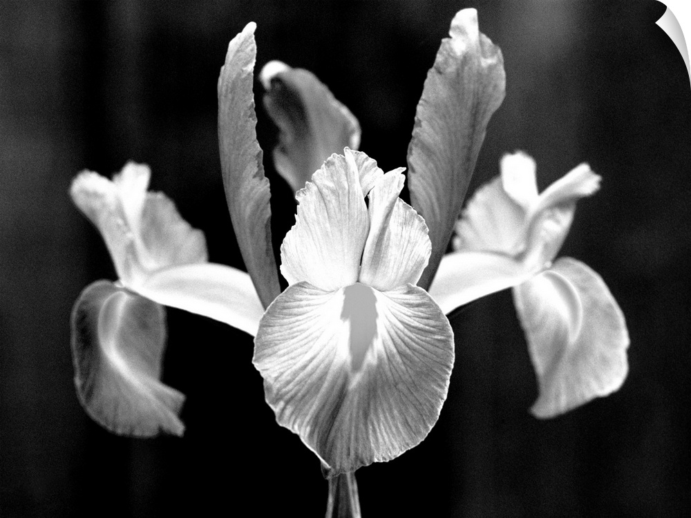 Spanish iris, Close-up of single blossom