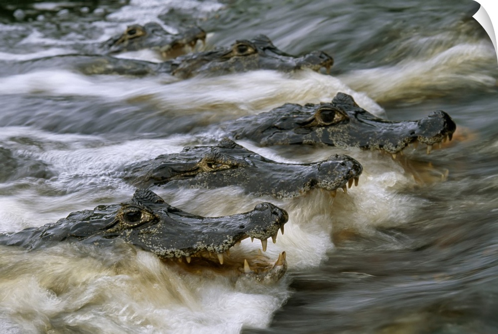 Speckled caimans (caiman crocodilus) swimming in rushing river water. Pantanal, Brazil.