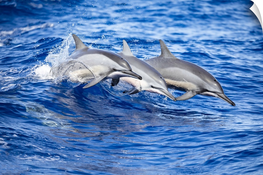 Three spinner dolphins (Stenella longirostris) leap out of the Pacific Ocean off the island of Lanai; Lanai, Hawaii, Unite...