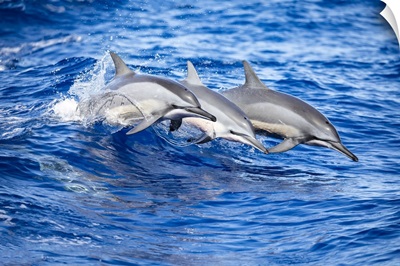 Spinner Dolphins, Lanai, Lanai, Hawaii