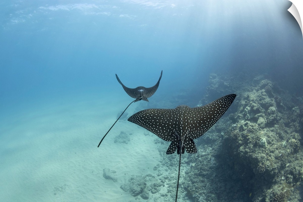 Spotted eagle rays (aetobatis narinari) reach over six feet in wingspan and are related to sharks, Hawaii, united states o...