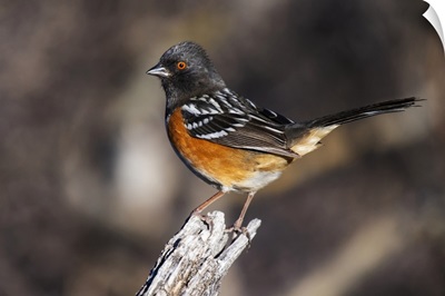 Spotted Towhee Perched In The Foothills Of The Chiricahua Mountains, Arizona, USA