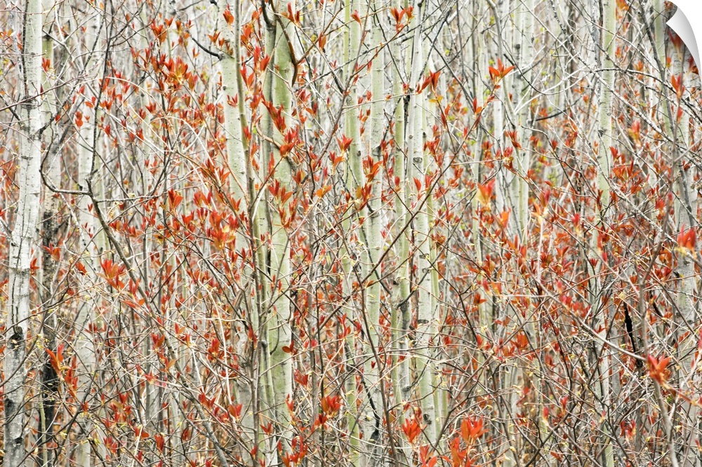 Spring Buds Against Birch Trees; Hymers, Ontario, Canada