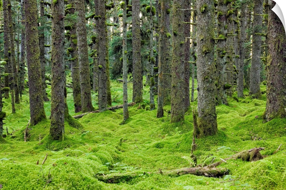 Spruce trees and Moss, coastal forest, Kodiak Island, Alaska USA.