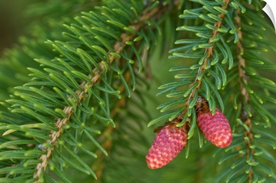 Spruce New Growth, Spring, Close-Up, Ontario, Canada