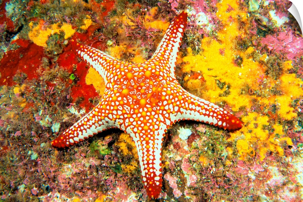 Starfish On Coral