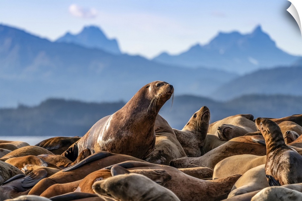 Steller sea lions (Eumetopias jubatus) on haulout, Inside Passage, Lynn Canal, Southeast Alaska; Alaska, United States of ...