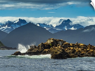 Stellers Sea Lions Hauled Out On Rocky Island, Katmai National Park, Alaska