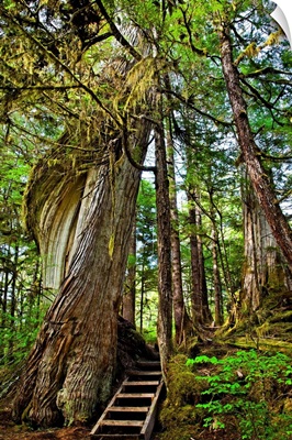 Steps lead up moss draped twisting tree along Lunch Falls Loop Trail, Ketchikan, Alaska
