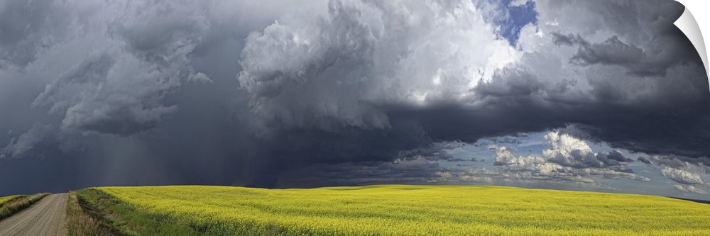 Panoramic of storm clouds gather over a sunlit canola field and country road; Alberta, Canada