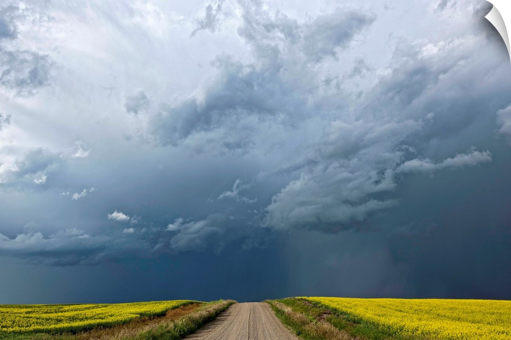 Storm clouds gather over a sunlit canola field and road, Alberta, Canada